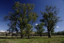 gundagai rail and road bridges.jpg